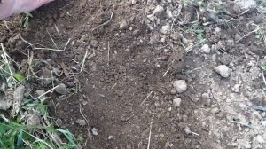 Посев гороха, бобов и подсолнечника. Совместная посадка !!!