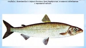 СИГ