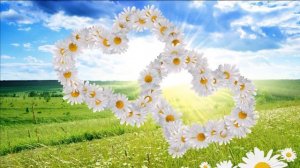 ФУТАЖ Два сердца из ромашек - Footage Two hearts of daisies
