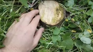 Ясень - быстрорастущее дерево.