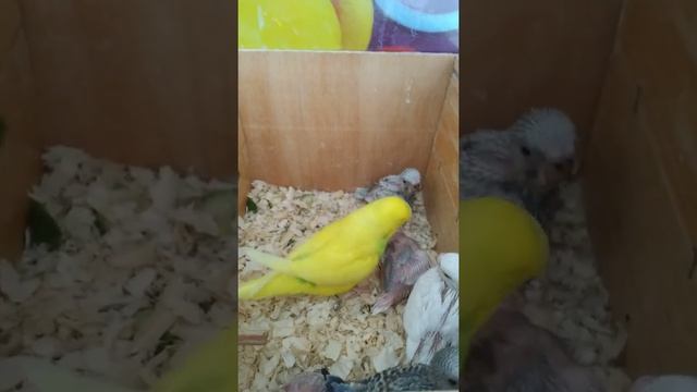 Первый опыт разведения волнистых попугаев в домашних условиях. смотреть онлайн