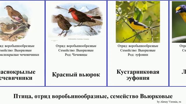 Птица, отряд воробьинообразные, семейство Вьюрковые вьюрок эуфония канареечный чечевица гавайская