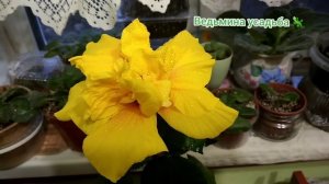 Цветет комнатный голландский гибискус. Ярко-желтое махровое солнышко ?♥️