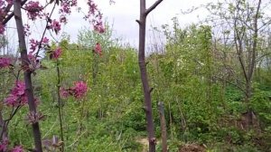 Яблони с красными листьями. 30 april 2019. Apple trees with red leaves.