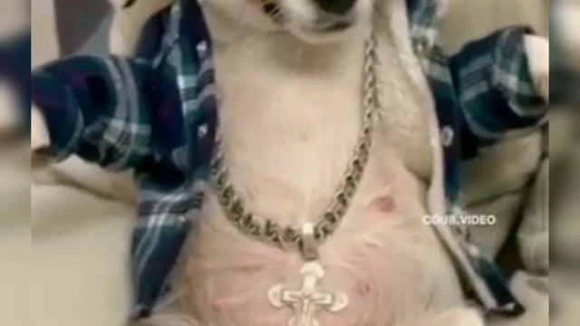 196. KATZEN KATZCHEN KITTEN CATS КОШКИ КОТЯТА смотреть онлайн