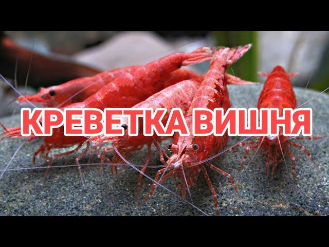 КРЕВЕТКА ВИШНЯ. СОДЕРЖАНИЕ И РАЗВЕДЕНИЕ В АКВАРИУМЕ