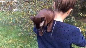 Бурманский кот - Лексус