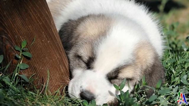 Щенок заблудился. Он сел и заплакал в голос, жалуясь на эту колючую траву, на злые ветки и вдруг… смотреть онлайн