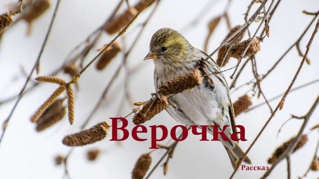 Верочка.. (рассказ)