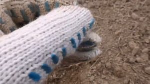 Проклятая деревня, в поисках золота