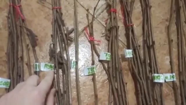 15 сортов фундука: краснолистные и зеленолистные морозостойкие сорта смотреть онлайн