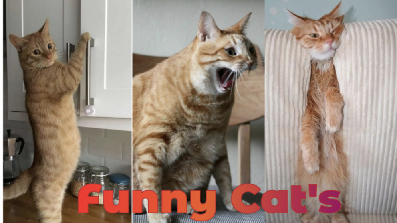 Смешной кот. Два смешных кота. 4 Кошки прикол. Смешные котики видео. Рутуб кошки