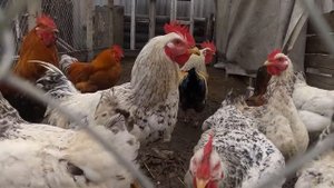 КУРЫ МАСТЕР ГРЕЙ