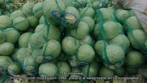 Где и как хранить капусту в домашних условиях в квартире в свежем виде