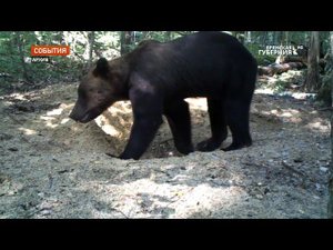 Заповеднику «Брянский лес» исполнилось ровно 34 года