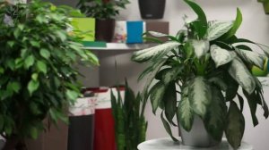 ARTPLANTS - Аглаонема сильвер бэй