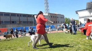 30.04.2018. Пятигорск, САС, эксп. Элжбета Хвалибог. Светская Львица из Р. Д. BIG!