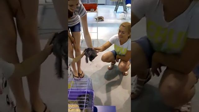 Контактный зоопарк. Аня гладит шиншиллу смотреть онлайн