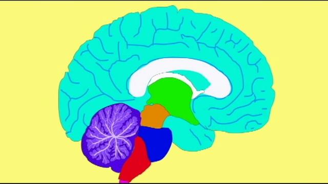 BRAIN: 6 REGIONS смотреть онлайн