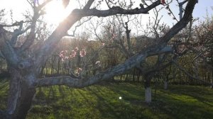 Персиковый сад. Весна 2022г. с Тинит Табасаранский район Республика Дагестан