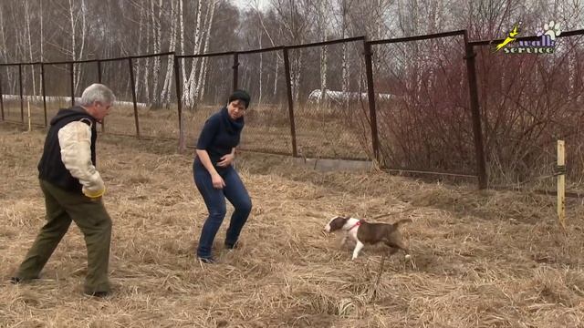 Собака для охраны, особенности поведения бультерьера, зверская сука смотреть онлайн