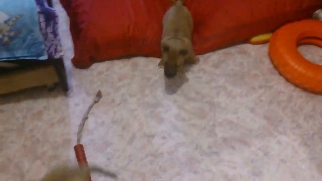 щенки 46 дней смотреть онлайн