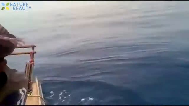Топ 5 Самых Больших Морских Существ Снятых на Камеру