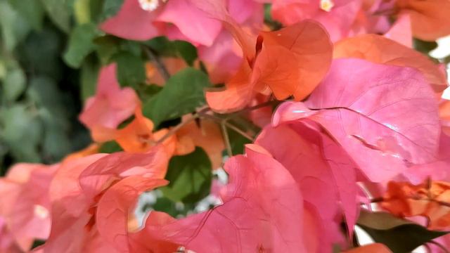 Страхи на Сыроедении. И Что с Ними Делать. смотреть онлайн