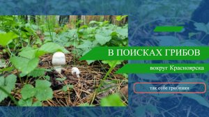 В поисках грибов или проверяем грибные места в окрестностях Красноярска
