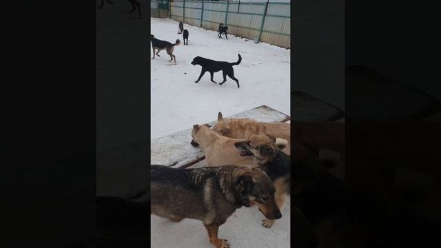 18.12.21 Кожуховский приют
