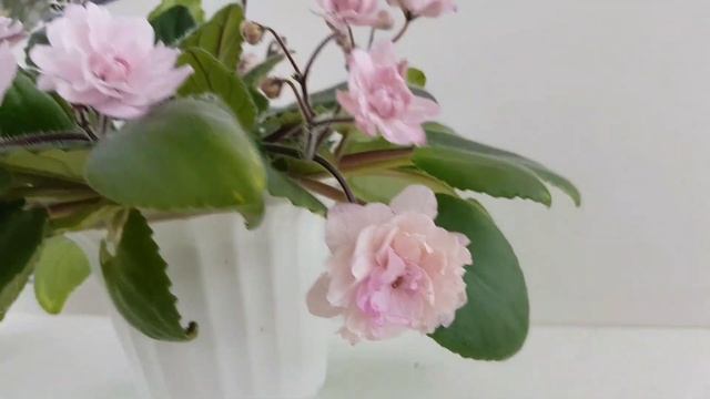 Lituanika красотка из Литвы| Обзор и описание смотреть онлайн