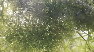 Риччия - плавающий мох