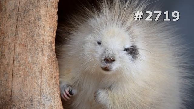 #2719. Дикобразы (В мире животных) смотреть онлайн