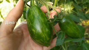 Коллекционный томат "ЗУБ КАБАНА"/Необычный сорт/Обзор урожая и дегустация