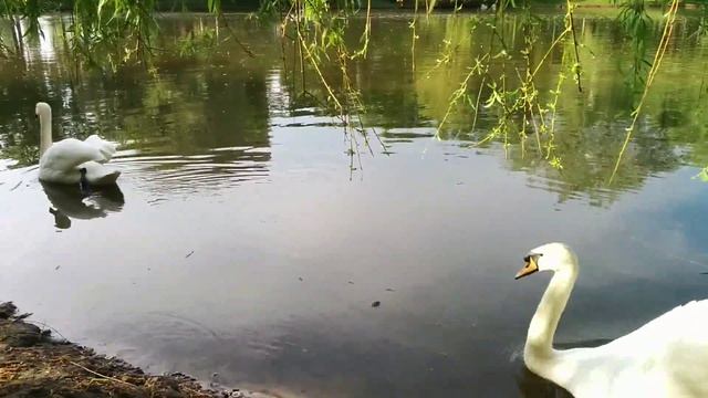 Озеро на бывшей ВДНХ. Ресторан Прага