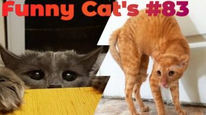 Смешные коты #83.mp4