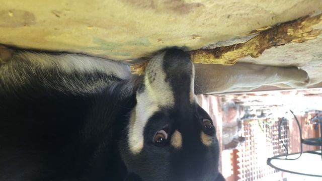 Bacon N Bandit Upside down world. смотреть онлайн