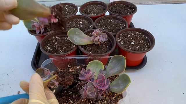 #484 PROPAGATION SUCCULENT FROM LEAVES | BEHEADING ECHEVERIA PVN | NHÂN GIỐNG SEN ĐÁ HỒNG DÂU | 다육식 смотреть онлайн
