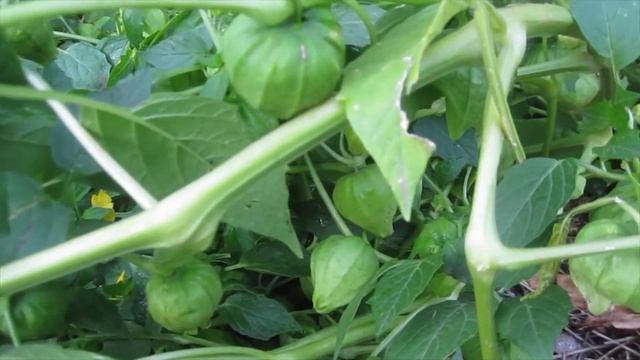 Выращивание овощного физалиса легко. смотреть онлайн