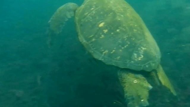 Touching a sea turtle. Трогая морскую черепаху смотреть онлайн
