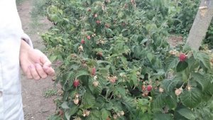 Ремонтантная малина Поклон Казакову обзор сорта в пригороде Воронежа