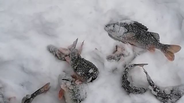 Рыбалка на реке Нигия смотреть онлайн