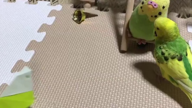 Папугай пинает бумажного папугая смотреть онлайн