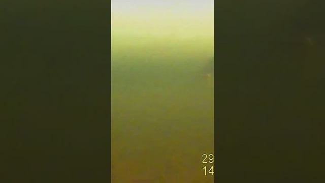 Щука под водой! смотреть онлайн