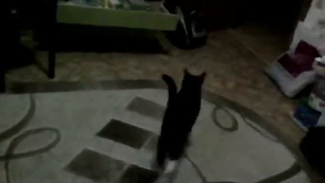 Мой кот не нормальный смотреть онлайн