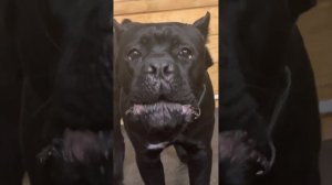 КАНЕ КОРСО. 8 месяцев. Часть 1. Поведение щенка кане корсо, агрессия, гладиатор, молоос,