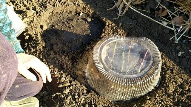 Посадка черенков роз на зиму. смотреть онлайн