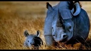 10 животных вымерших по вине человека!!!