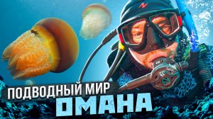 Подводный мир Омана.