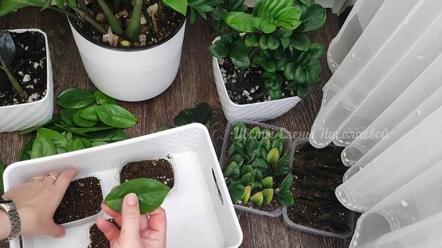 ЗАМИОКУЛЬКАС РАЗМНОЖАЮ ТОЛЬКО ТАК! Почему я раньше до этого не додумалась